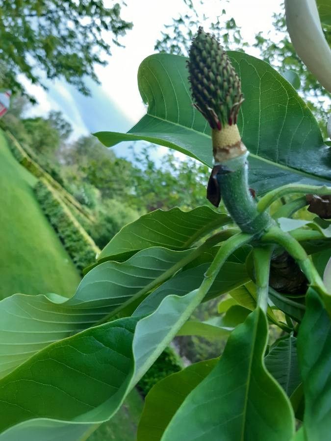 Magnolia officinalis fruit