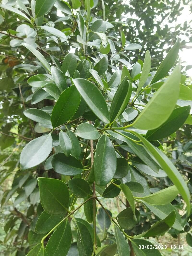 Garcinia gummi-gutta — houseplant care guide