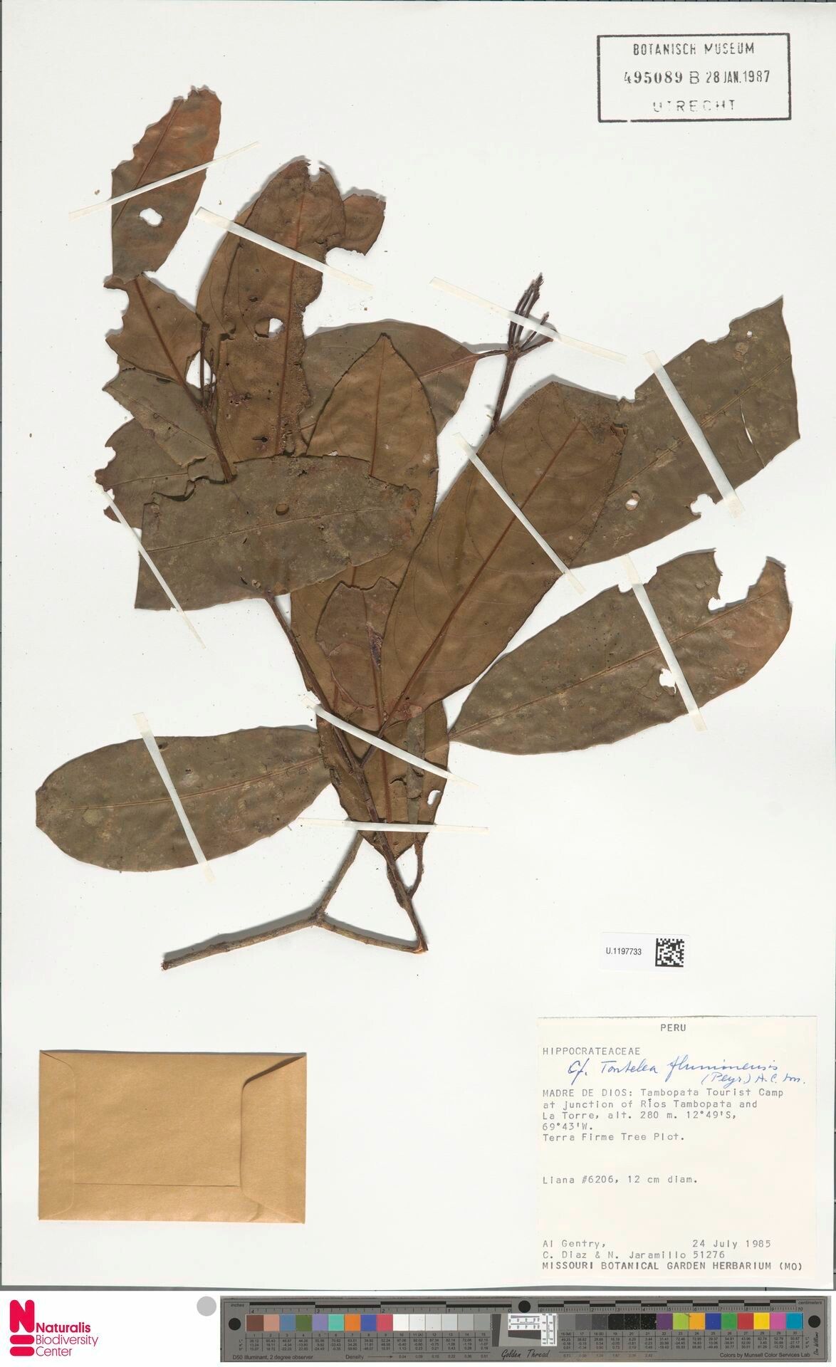 Tontelea passiflora leaf