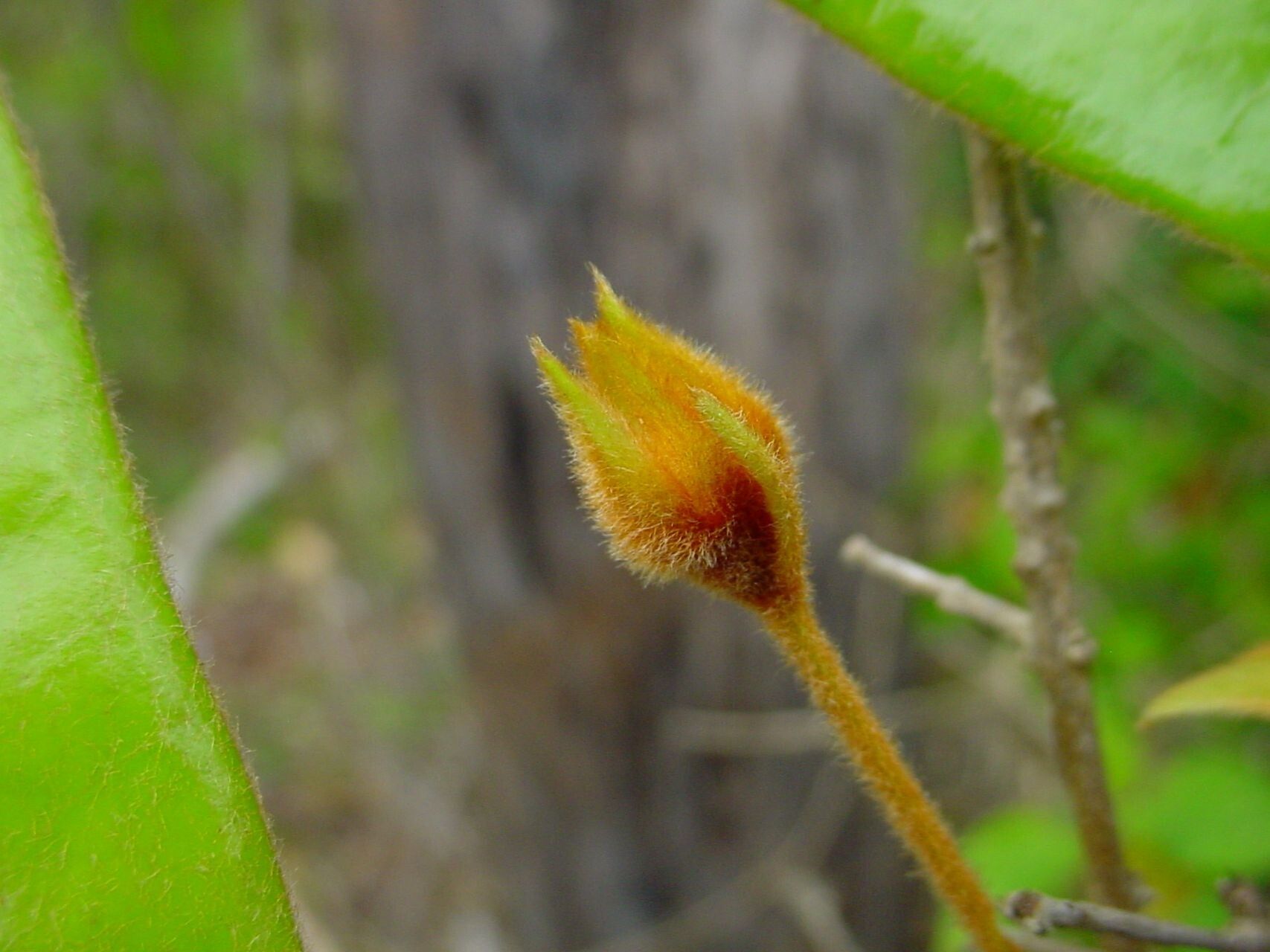 Eugenia sicifolia fruit