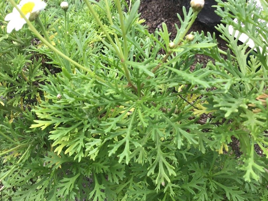 Argyranthemum haouarytheum — search result for 'Argyranthemum'