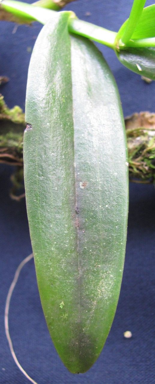 Epidendrum candelabrum — search result for 'Epidendrum'