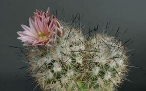 Sclerocactus mariposensis flower
