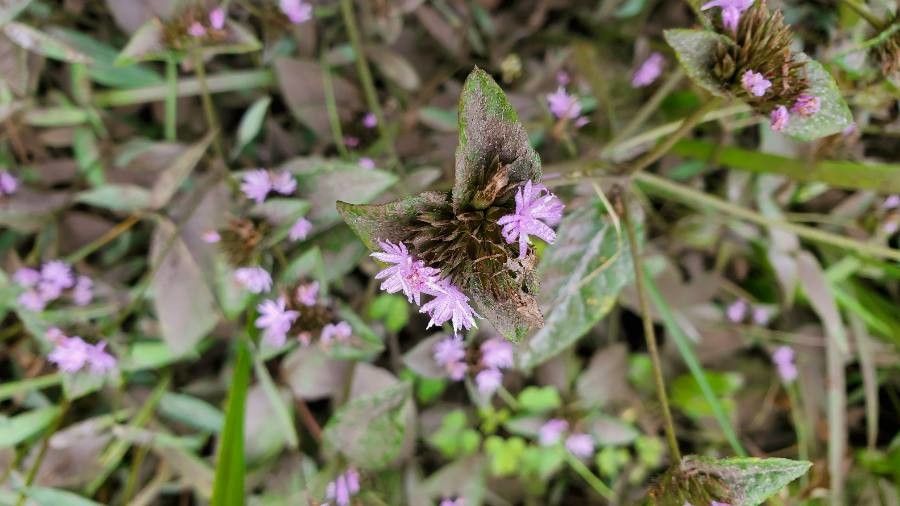 Elephantopus tomentosus flower