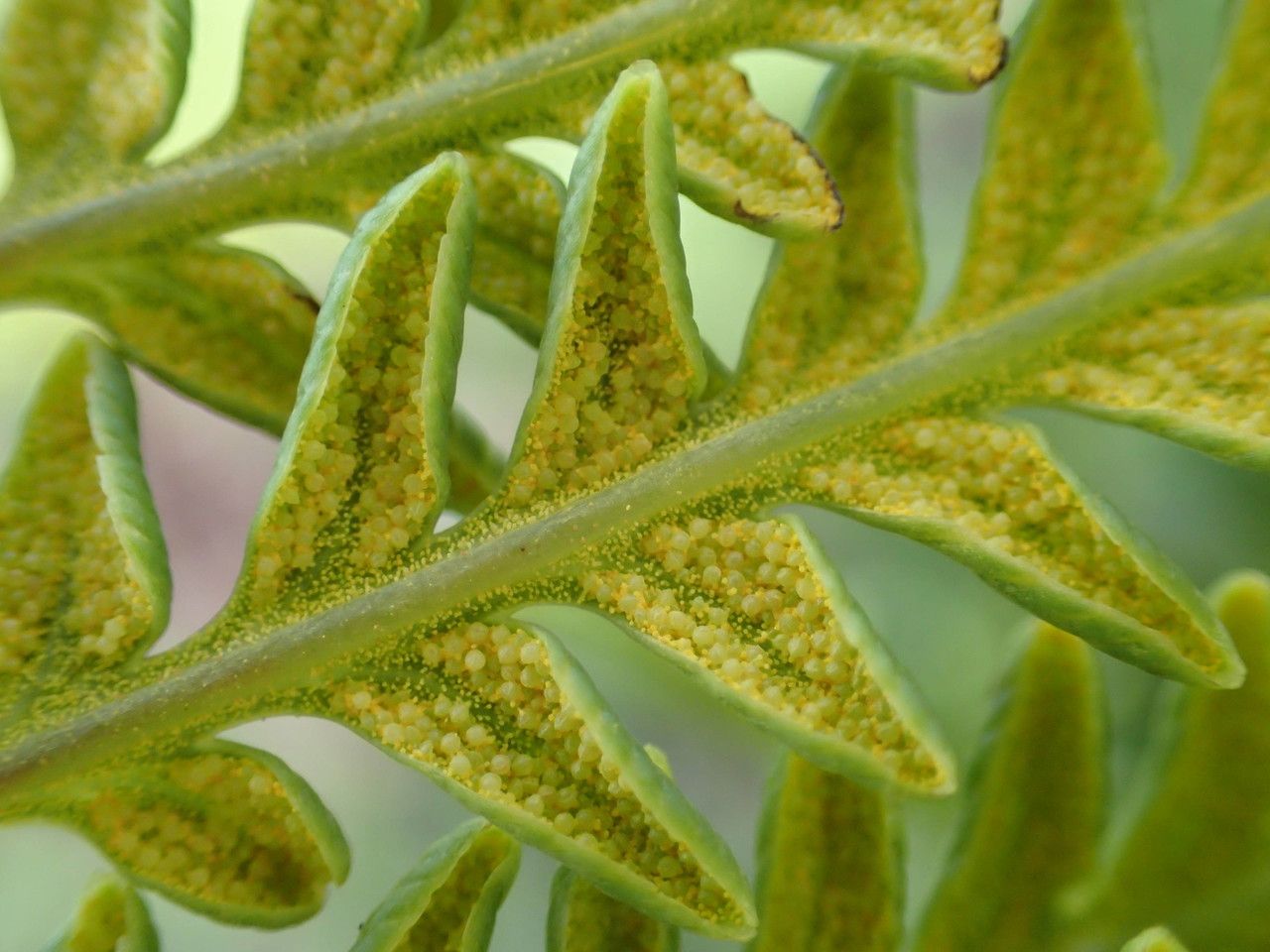 Pityrogramma calomelanos fruit