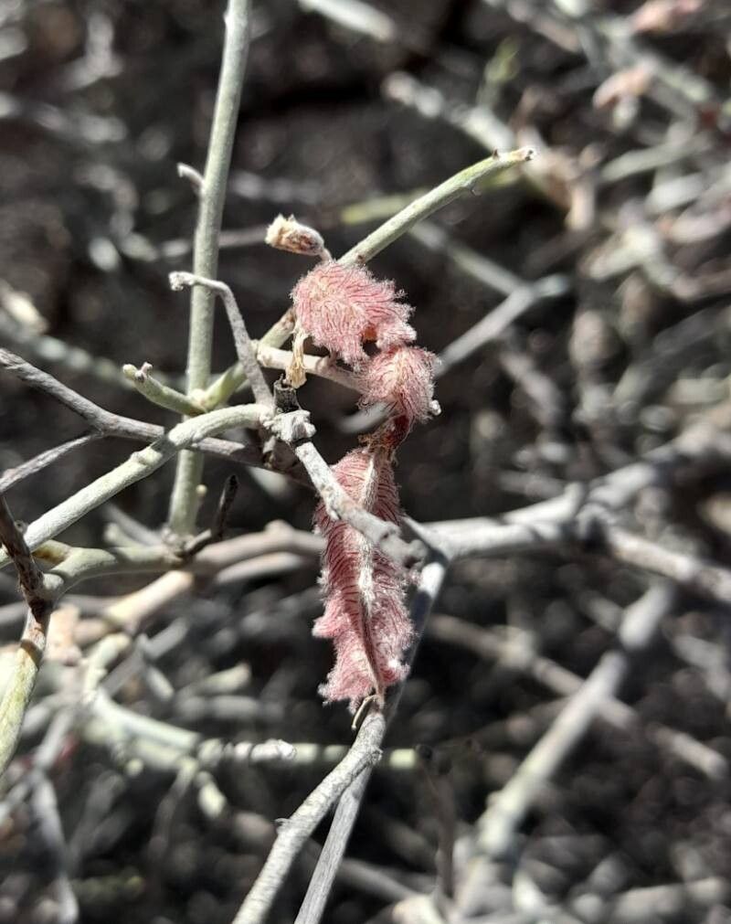 Adesmia argentea — related species from the same genus