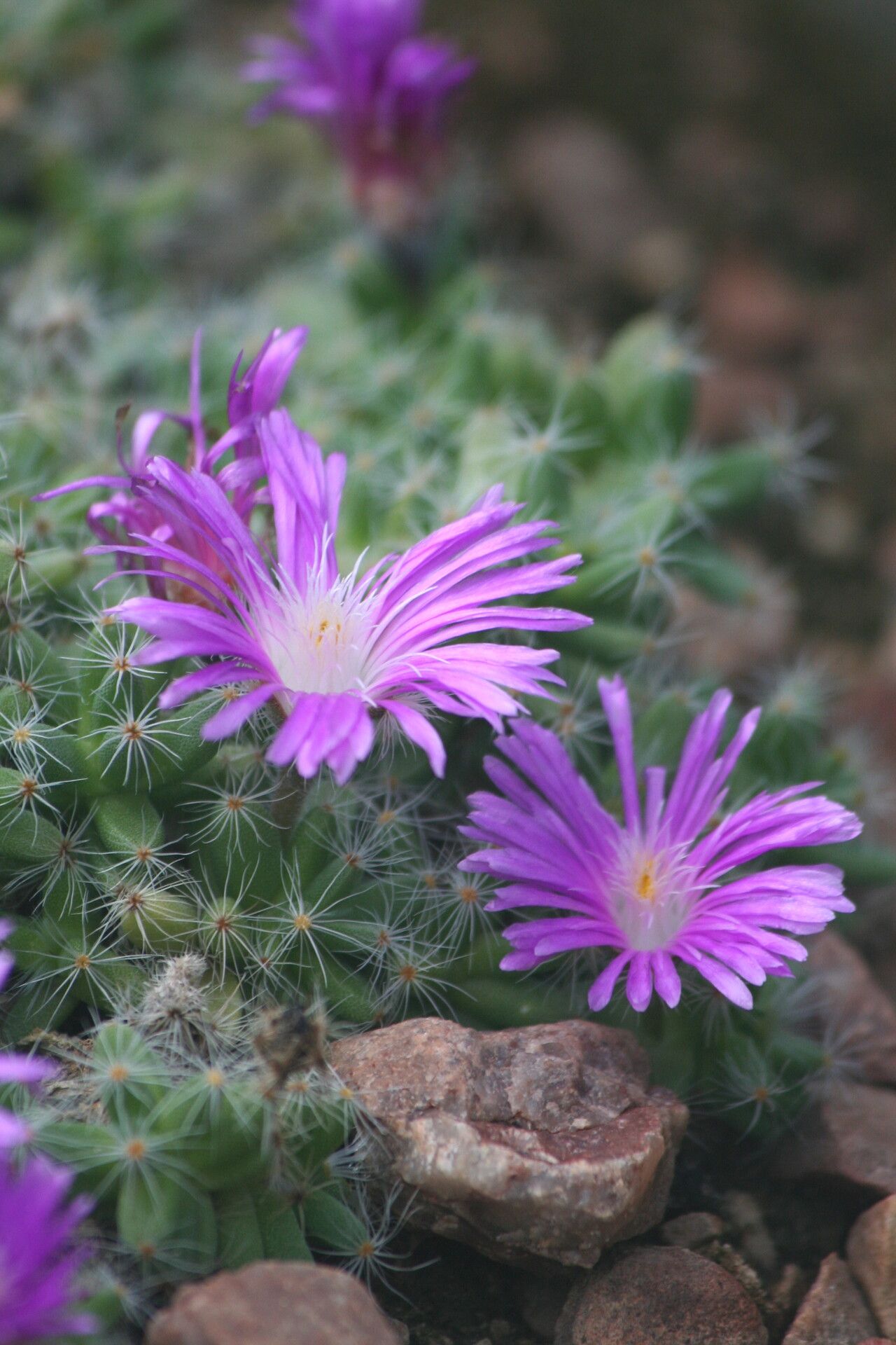 Trichodiadema densum flower