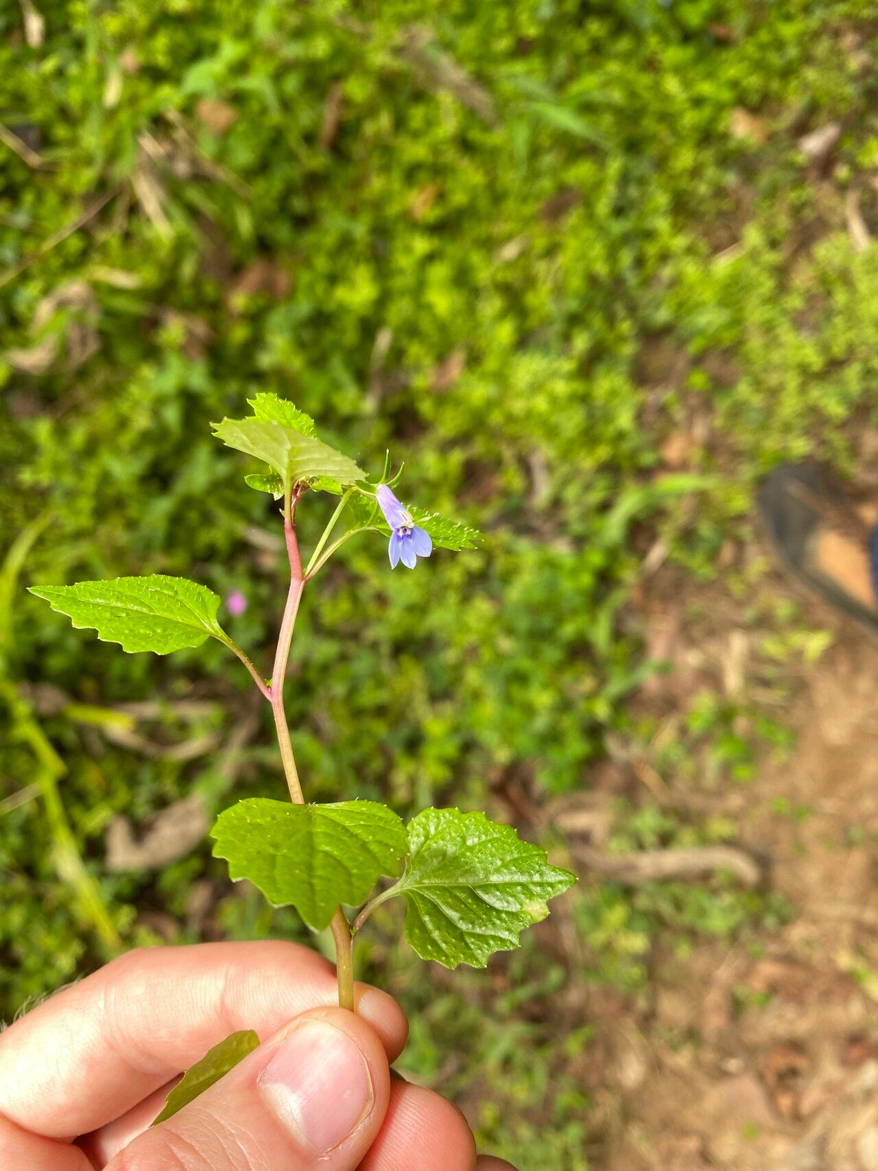 Lobelia baumannii habit