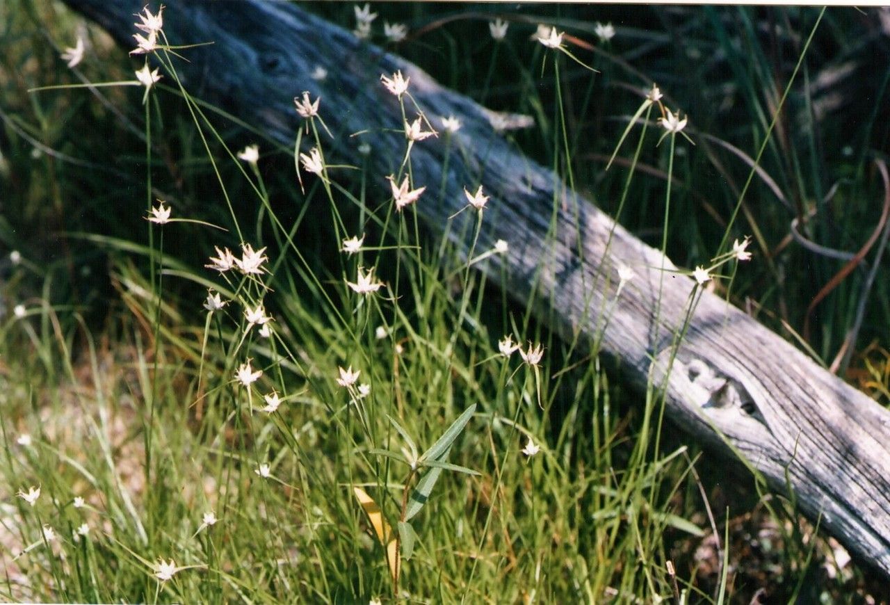 Rhynchospora nivea — houseplant care guide