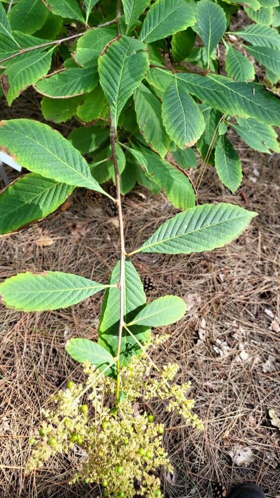 Meliosma dilleniifolia — houseplant care guide