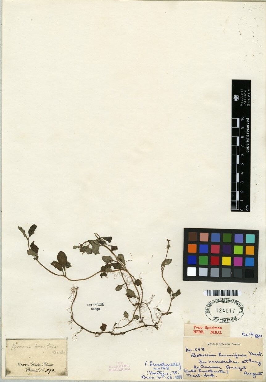 Spermacoce scabiosoides other