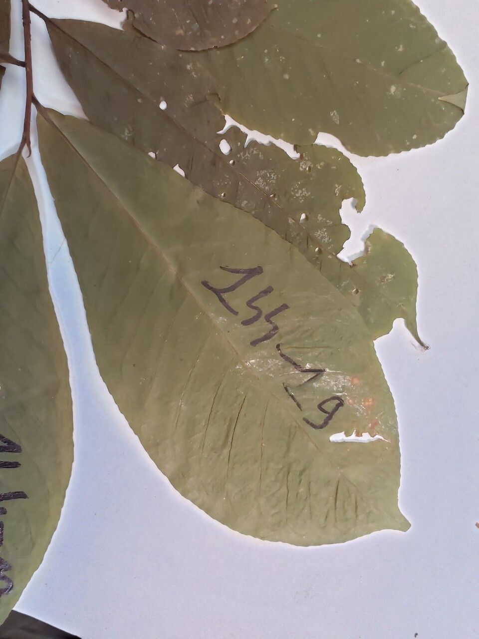 Couratari gloriosa — related species from the same genus