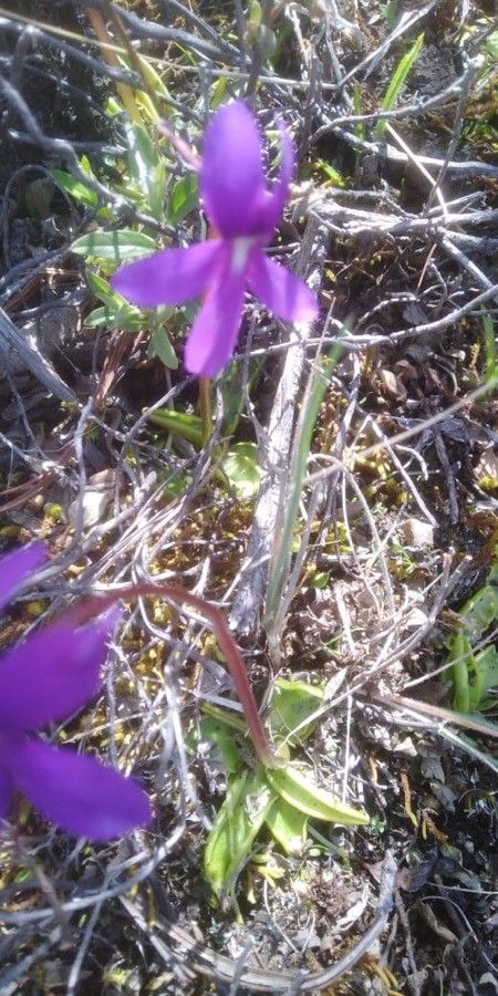 Pinguicula orchidioides — houseplant care guide