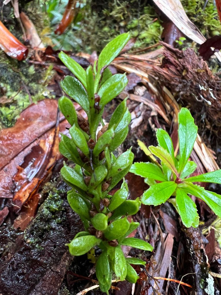 Tmesipteris lanceolata leaf