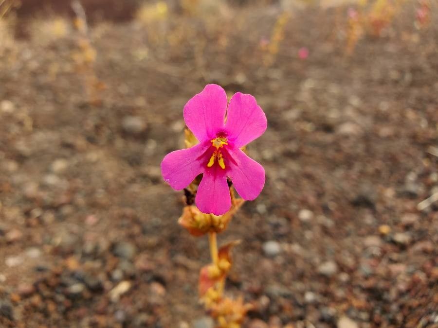 Mimulus lewisii flower
