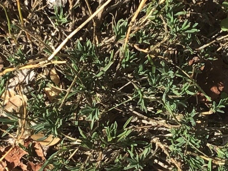 Dianthus legionensis leaf