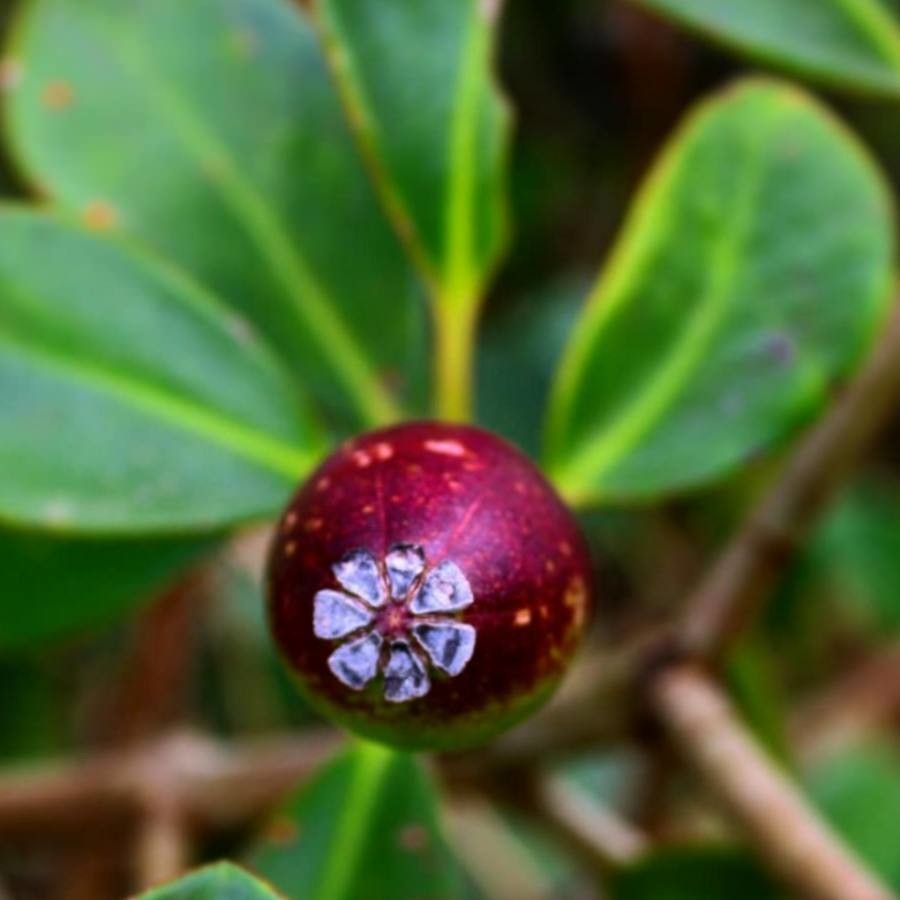 Clusia uvitana — search result for 'Clusia'