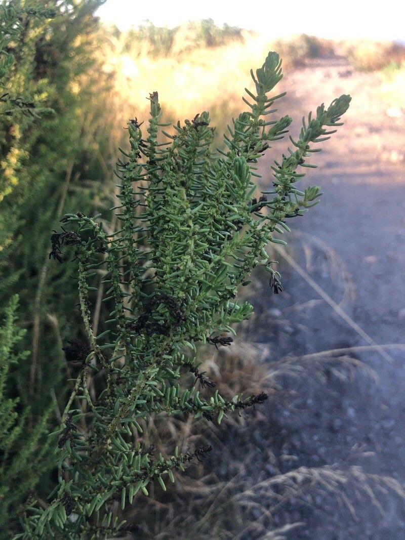 Suaeda pruinosa leaf