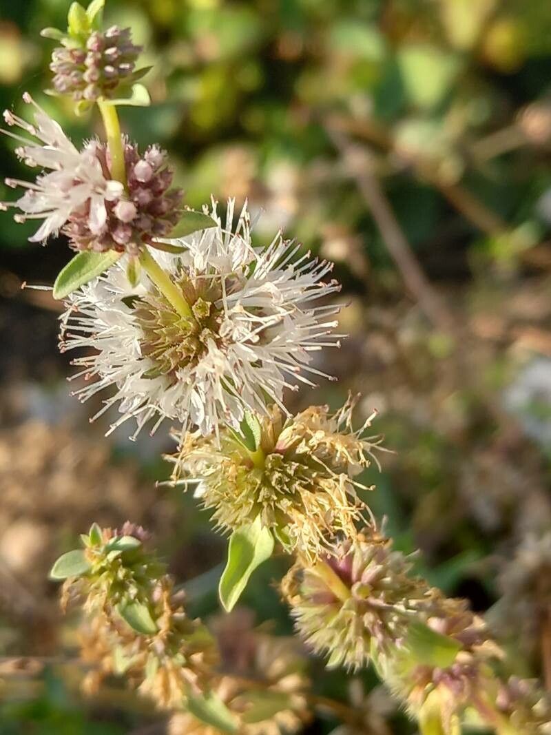Mentha gattefossei flower