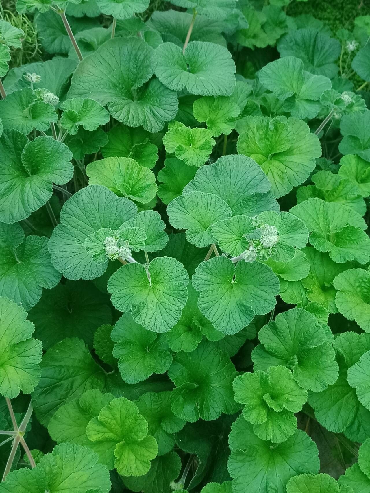 Pelargonium australe habit