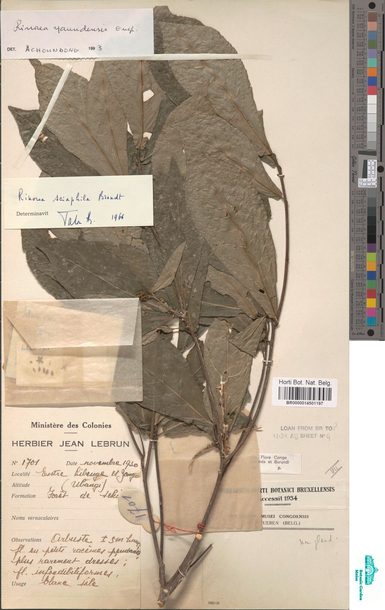 Rinorea sciaphila — houseplant care guide