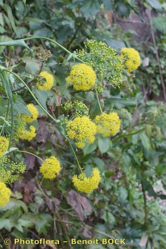 Ferula latipinna other