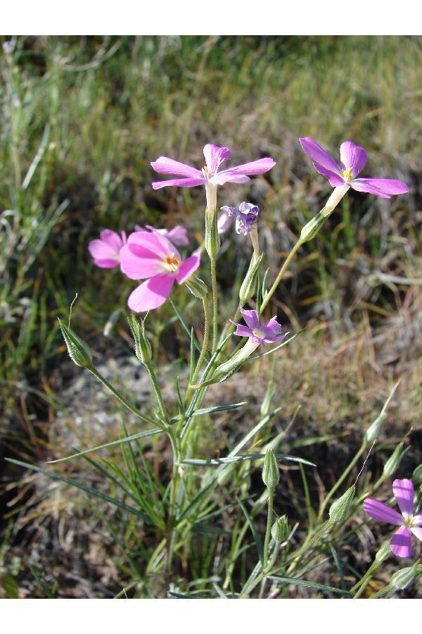 Phlox longifolia habit