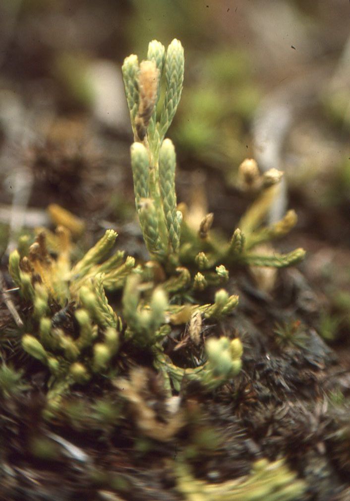 Diphasiastrum tristachyum habit
