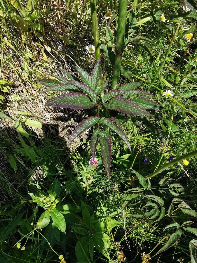 Cicuta maculata leaf