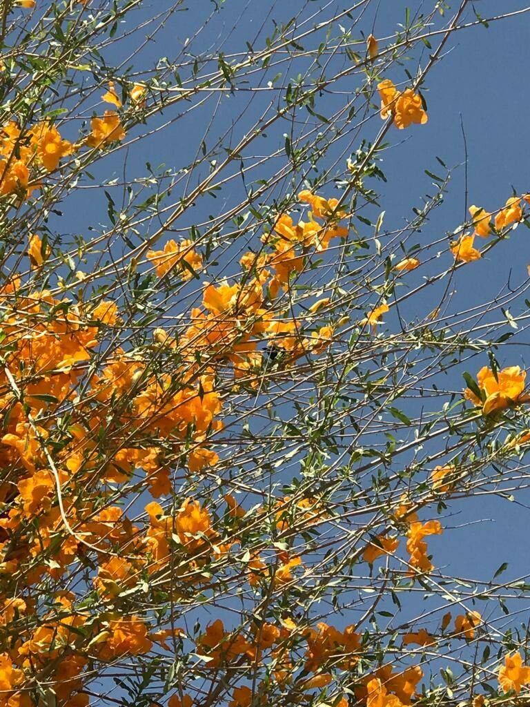 Tecomella undulata flower