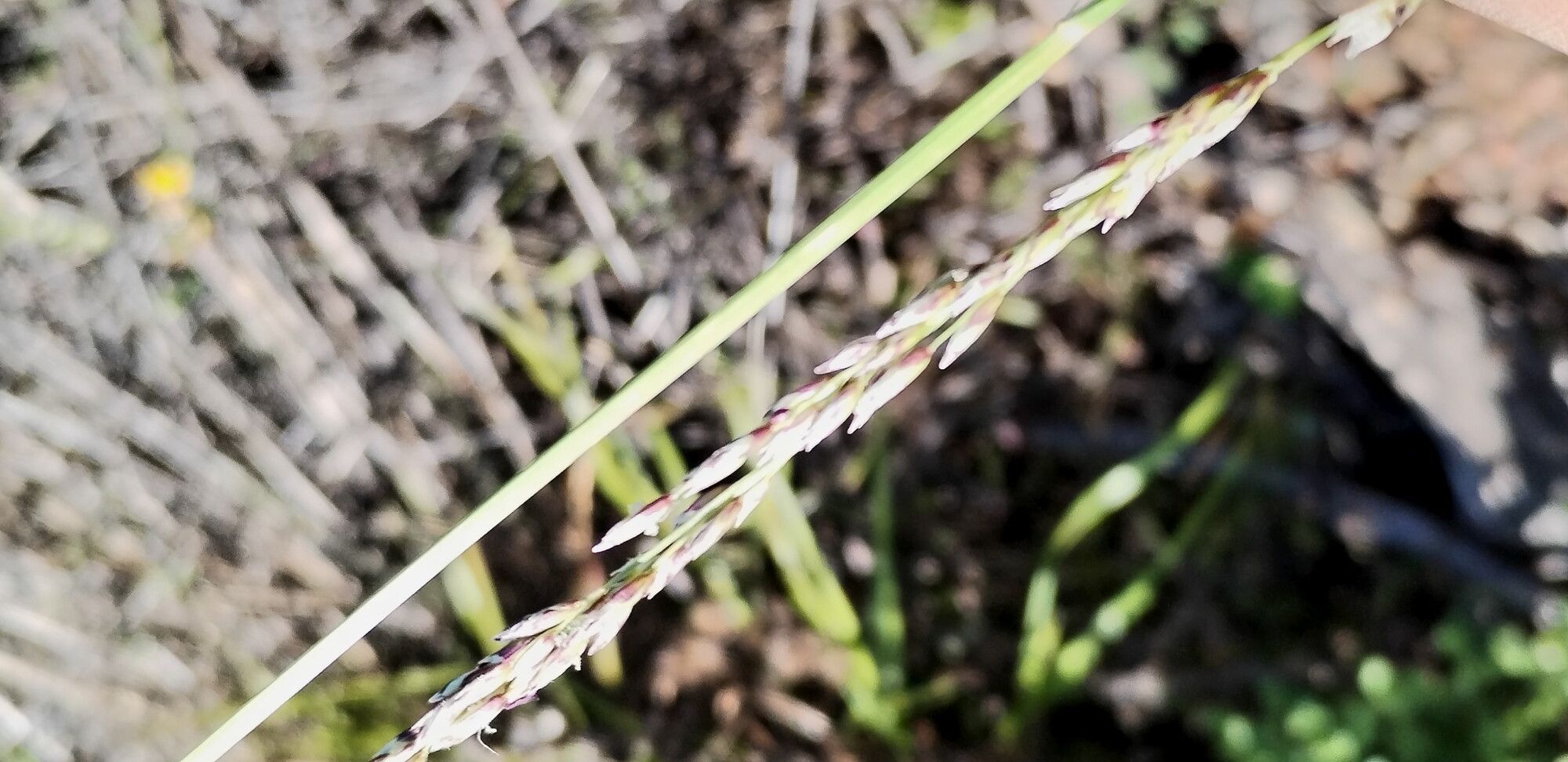 Melica imperfecta flower