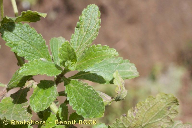 Conyza pannosa other