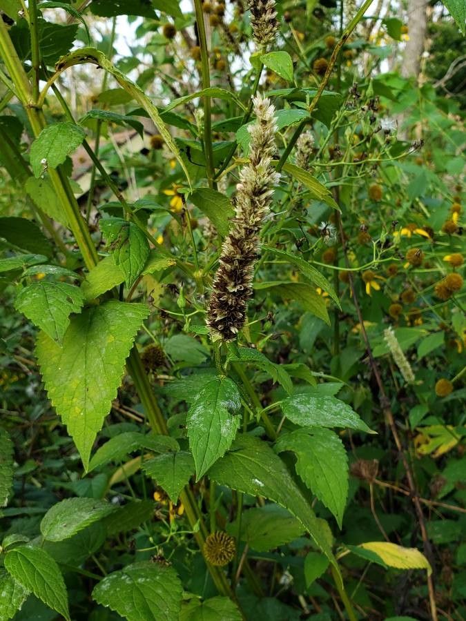Agastache scrophulariifolia leaf
