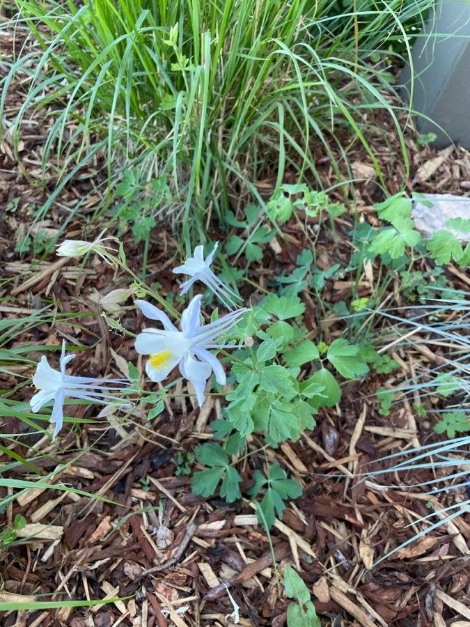 Aquilegia scopulorum — search result for 'Aquilegia'