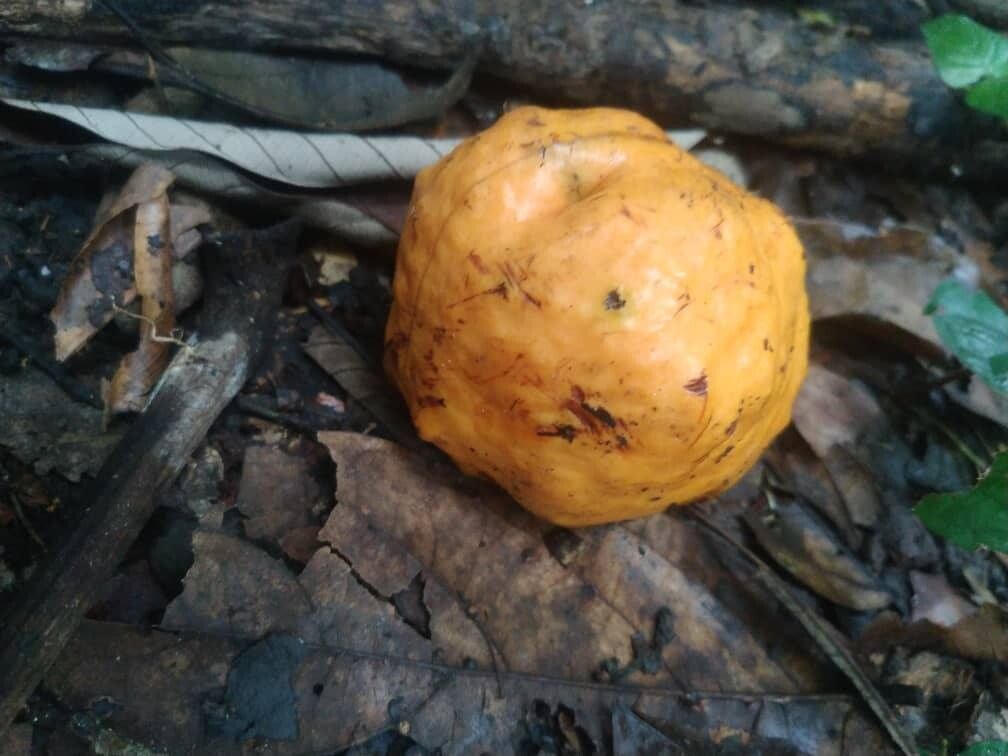 Landolphia jumellei fruit