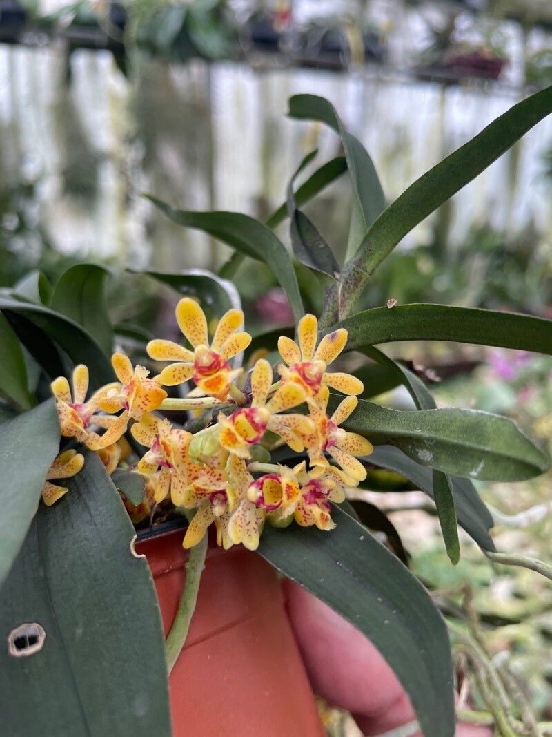 Gastrochilus japonicus flower