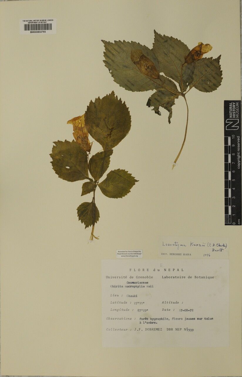 Loxostigma kurzii — related species from the same genus