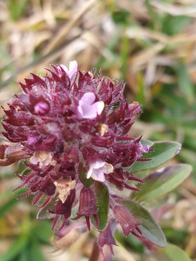 Thymus pulegioides flower