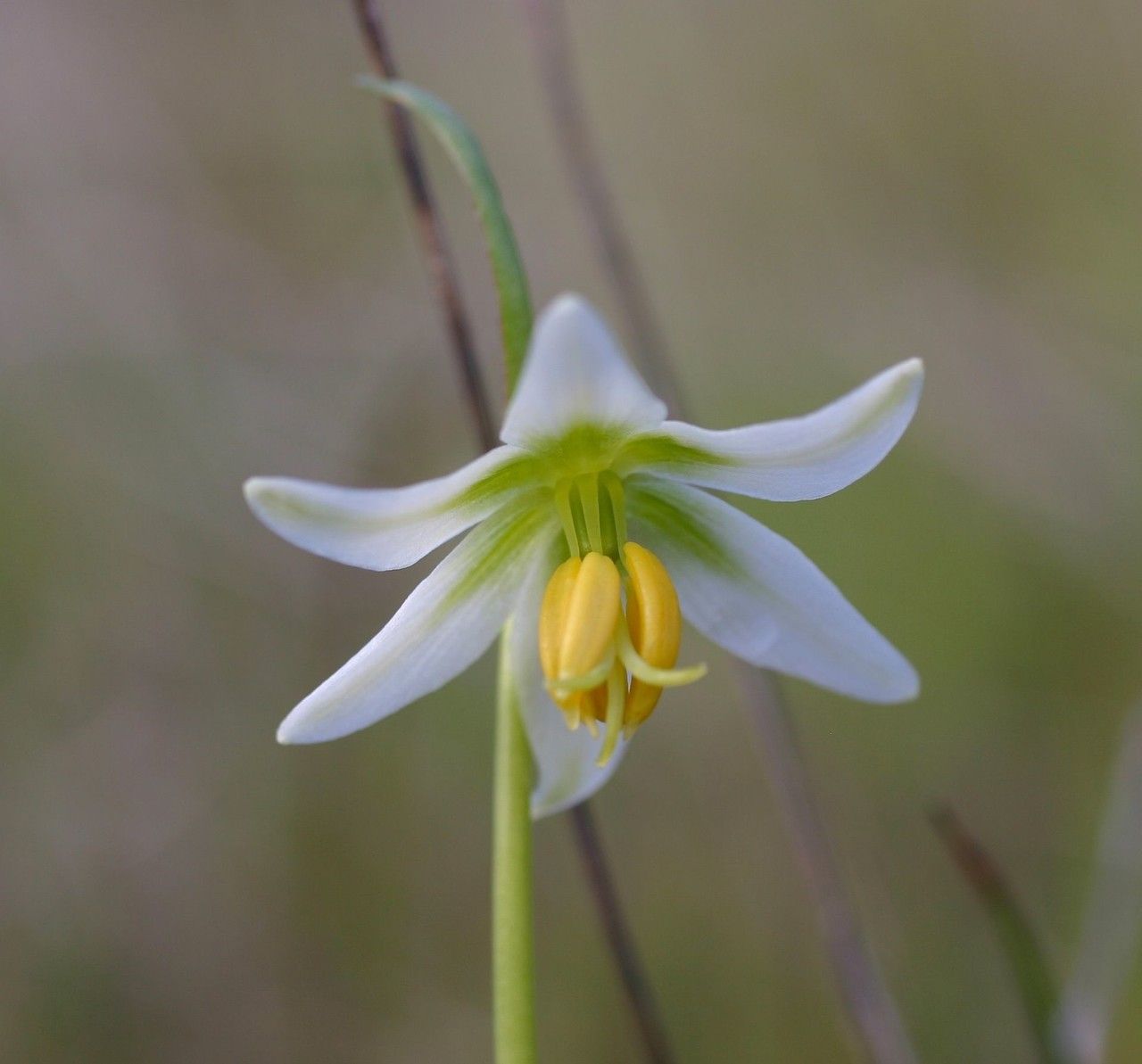 Fritillaria liliacea — search result for 'Liliaceae'