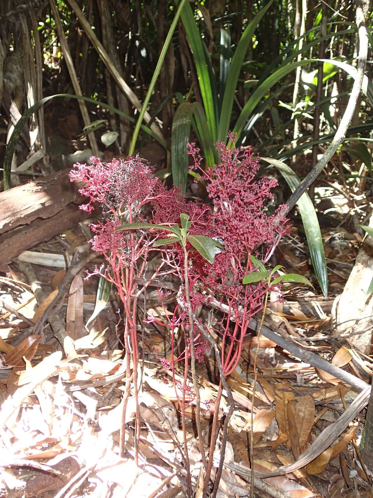 Daenikera corallina habit