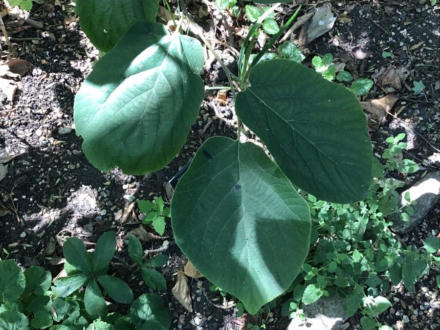 Sinowilsonia henryi leaf