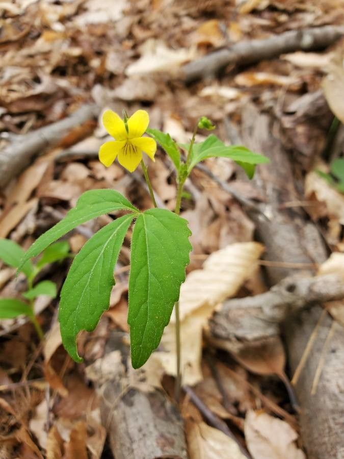 Viola tripartita flower