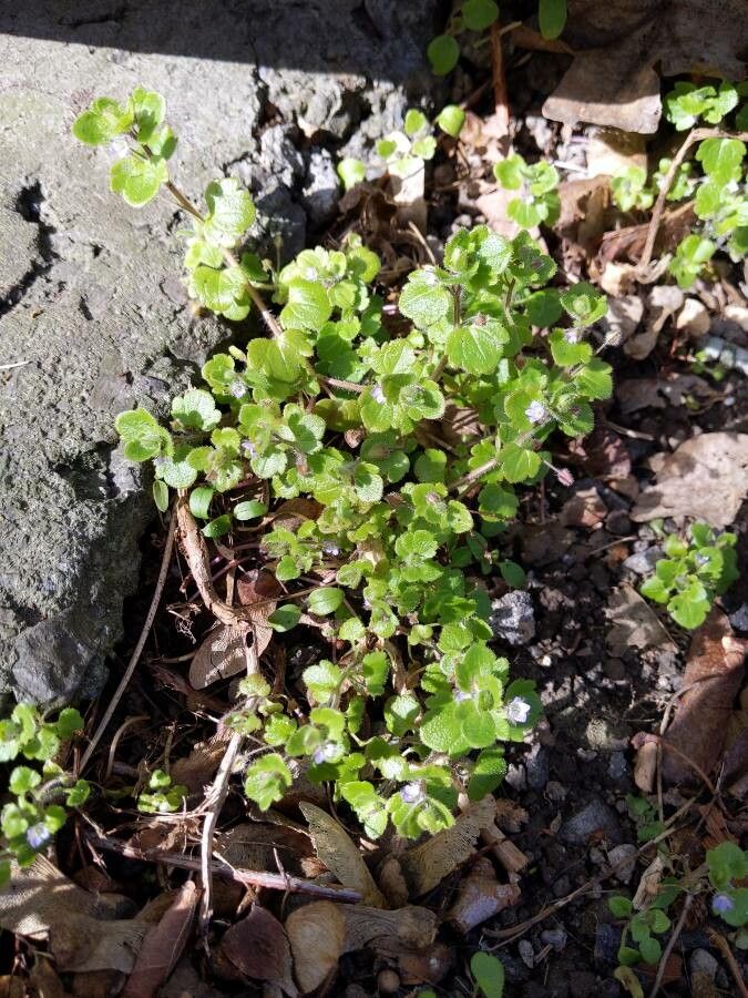 Veronica sublobata habit
