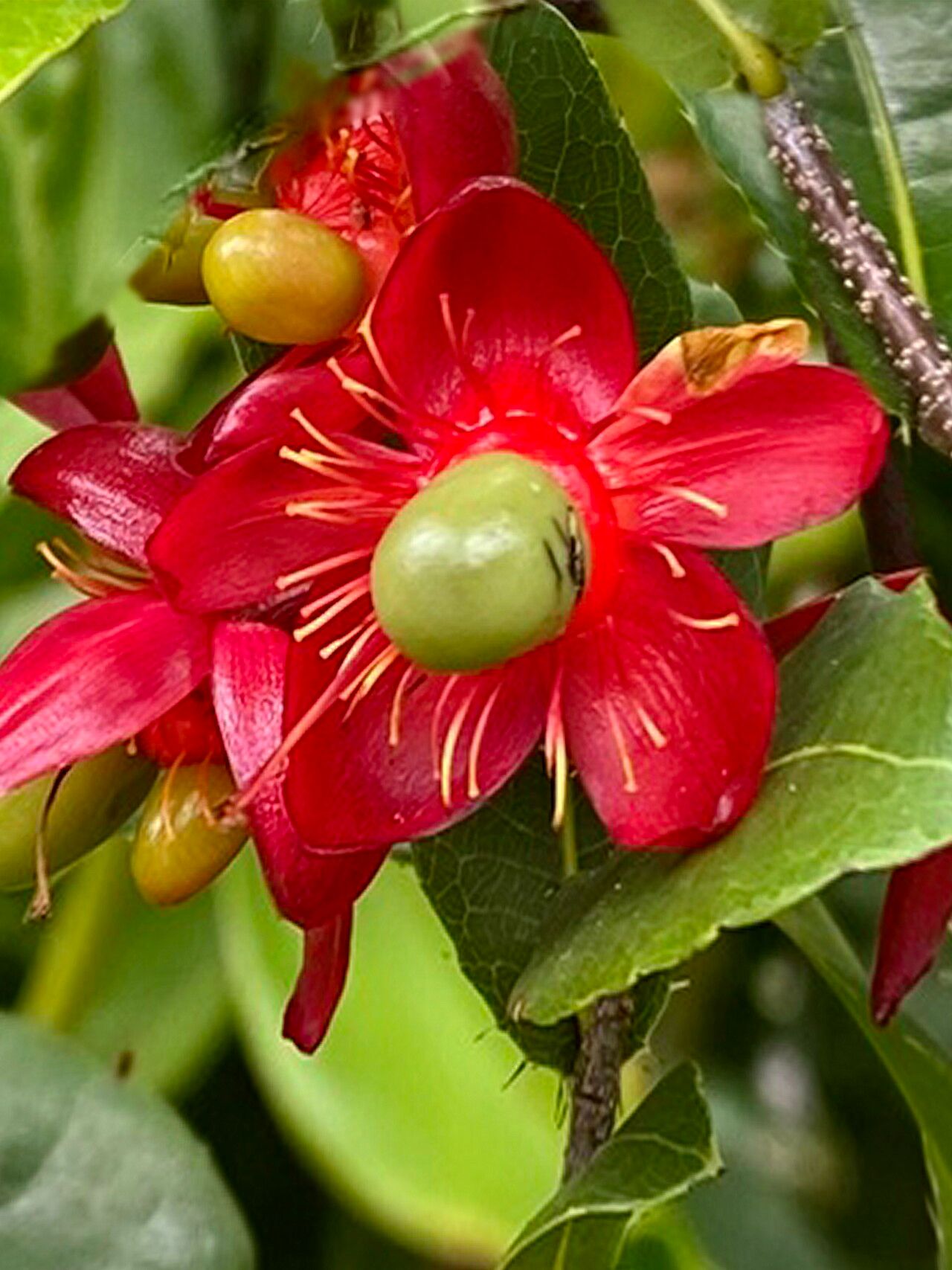 Ochna thomasiana — houseplant care guide