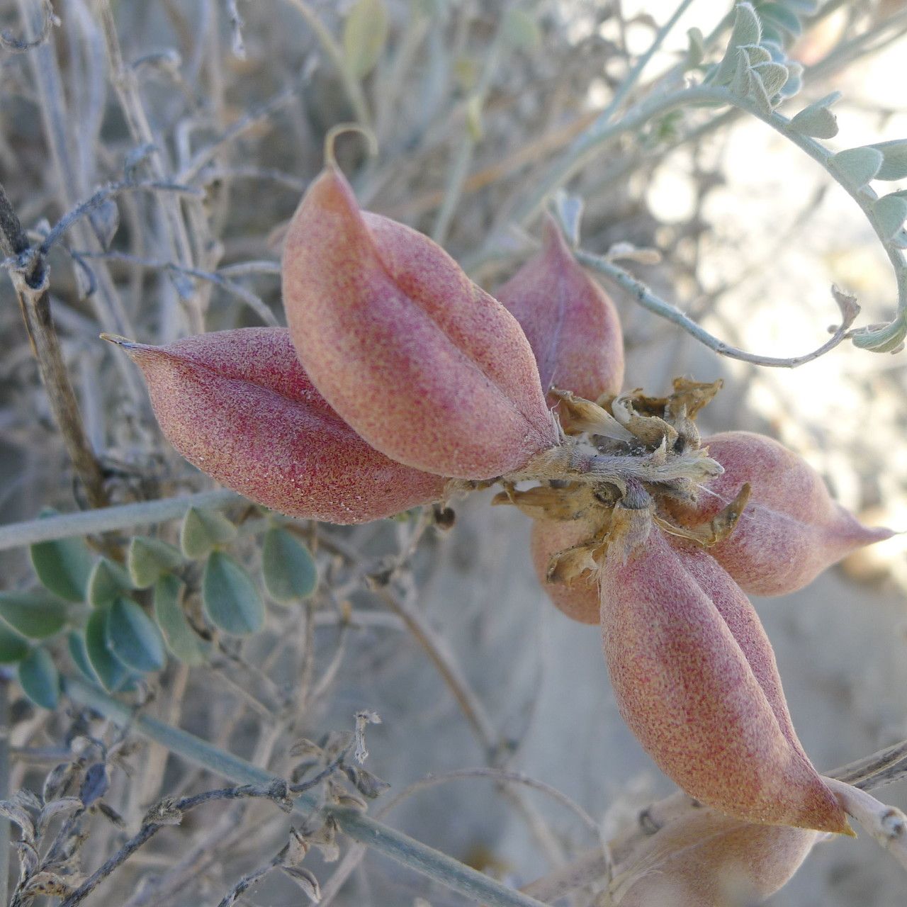 Astragalus magdalenae fruit