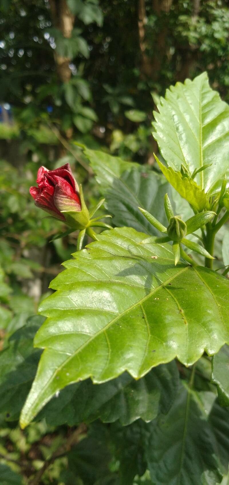 Hibiscus fragilis — search result for 'Georgia'