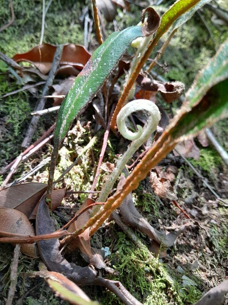Elaphoglossum scolopendriforme other