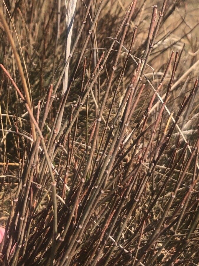 Ephedra major — search result for 'Bamboo'