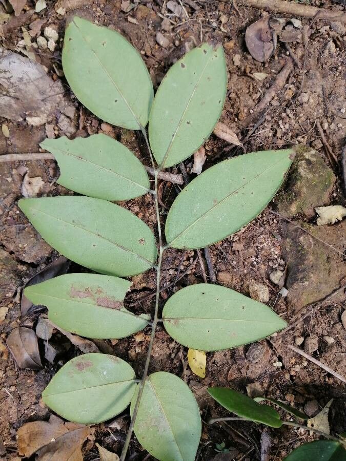 Dalbergia retusa leaf