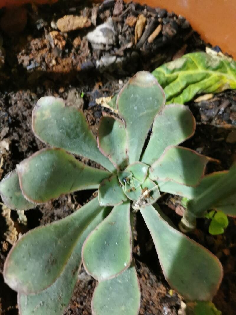 Aeonium calderense — search result for 'Aeonium'